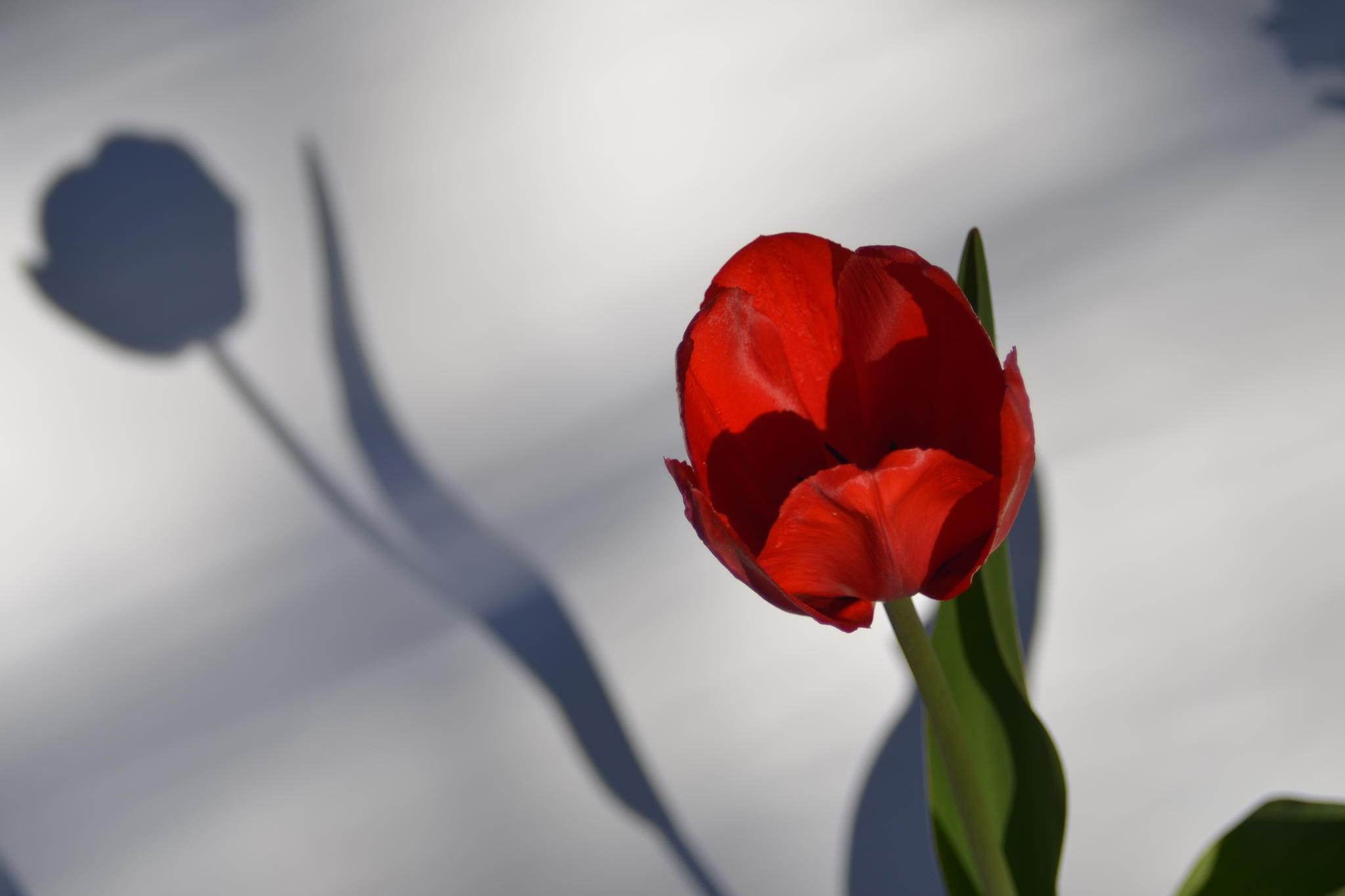 Tulip by Robert Zhang