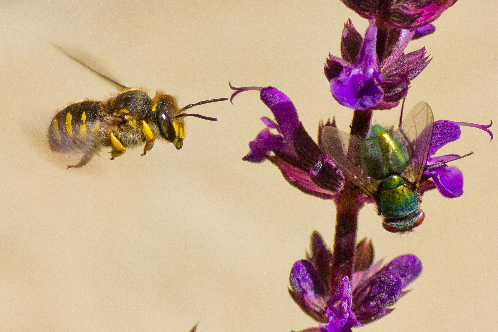 Bee and Fly by Robert Guimont