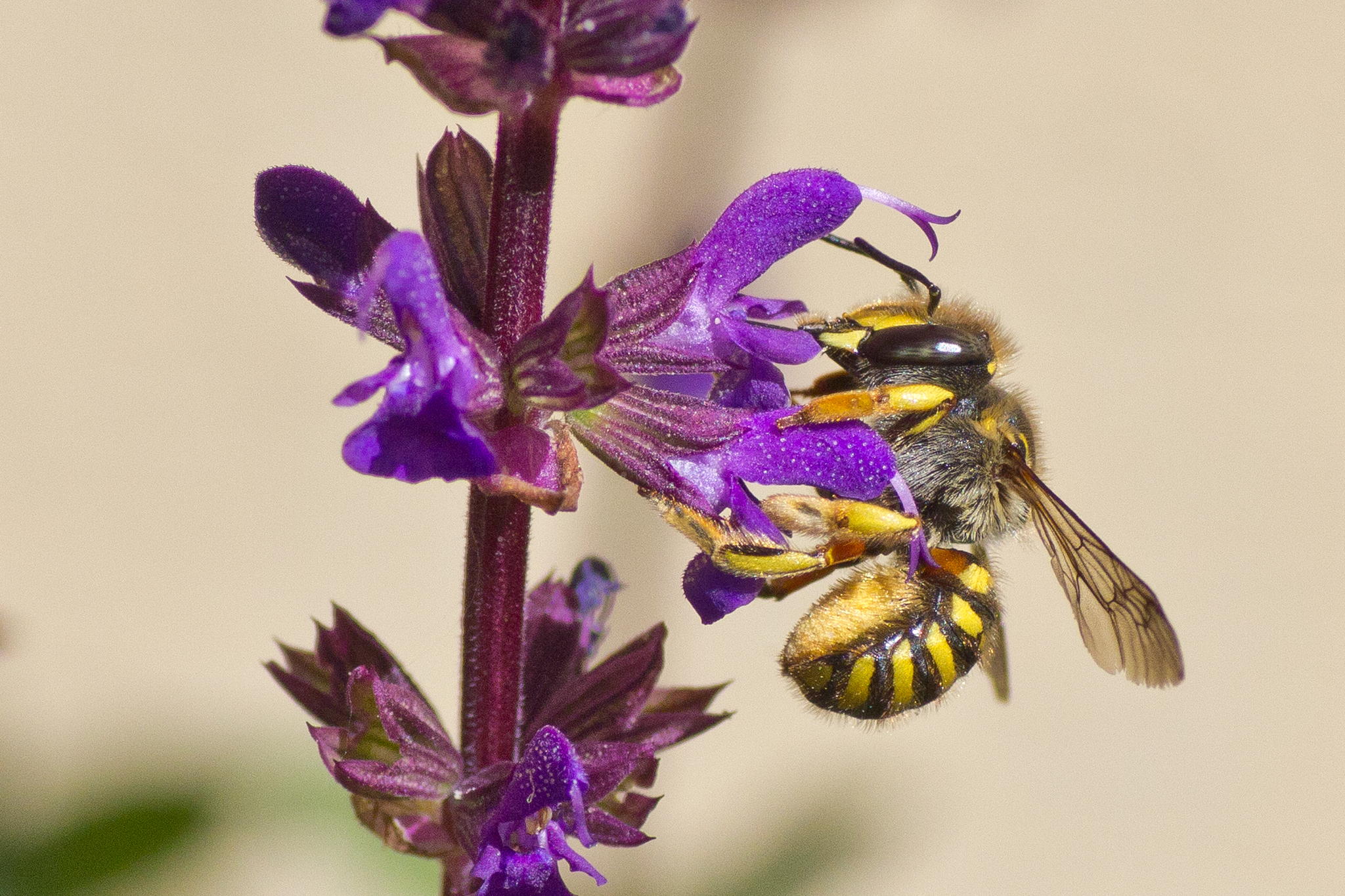 Bee by Robert Guimont