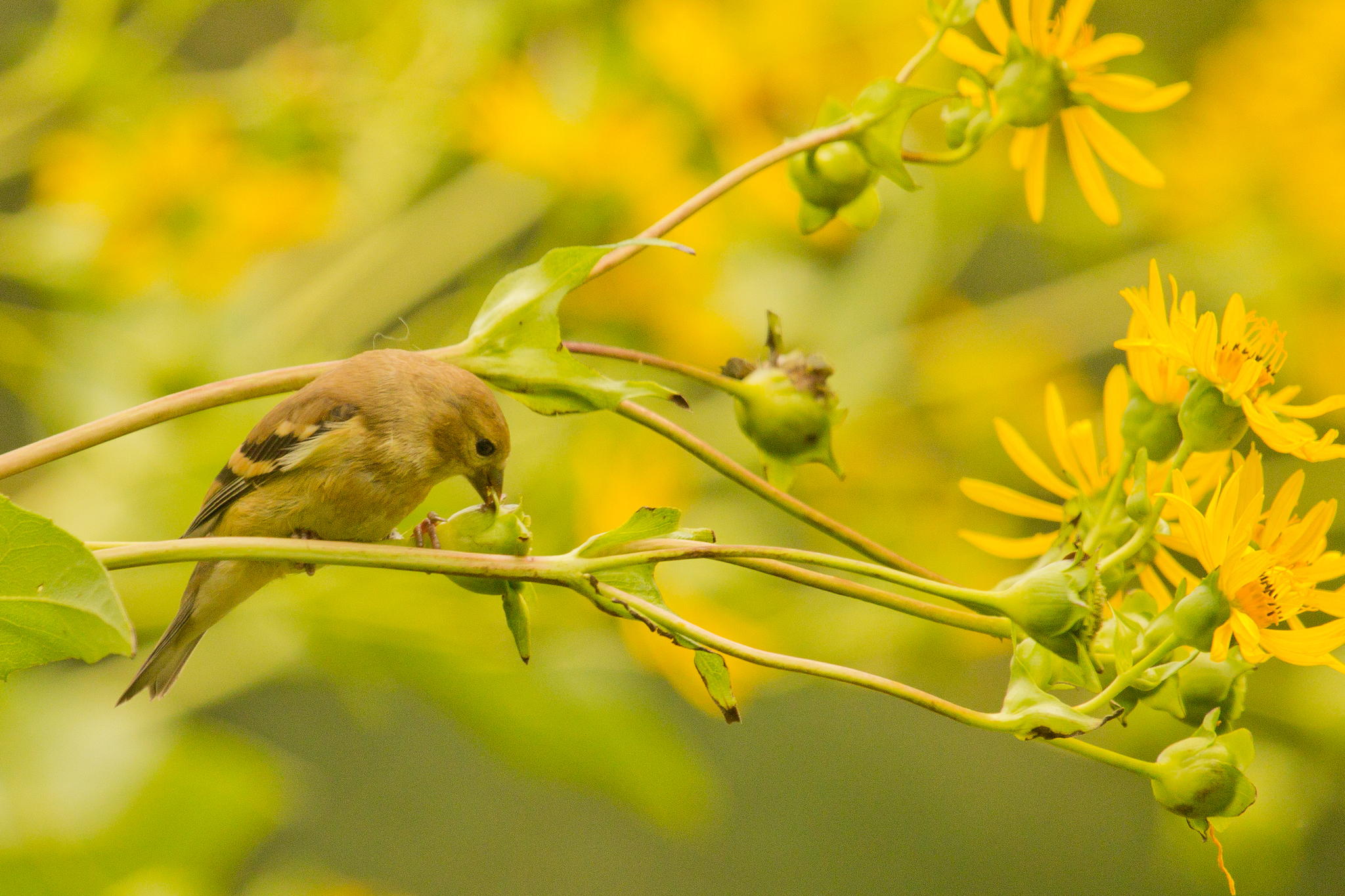 Goldfinch by Robert Guimont