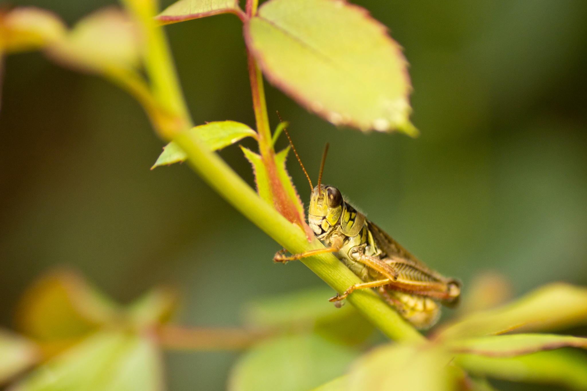 Grasshopper by Robert Guimont