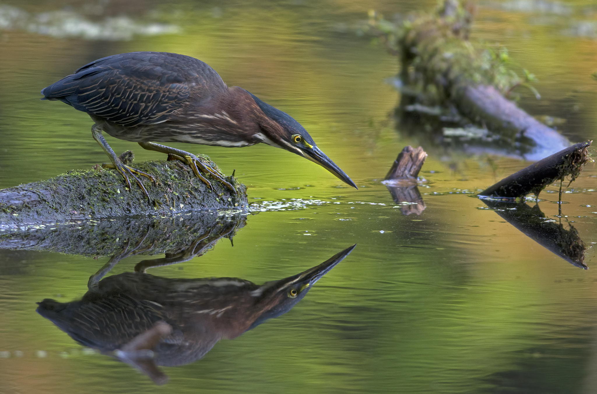 Green Heron, Mud Lake, Ottawa by Rudy Pohl