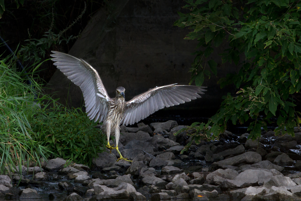 Night Heron - Superheron or Superhero by Jim Cumming