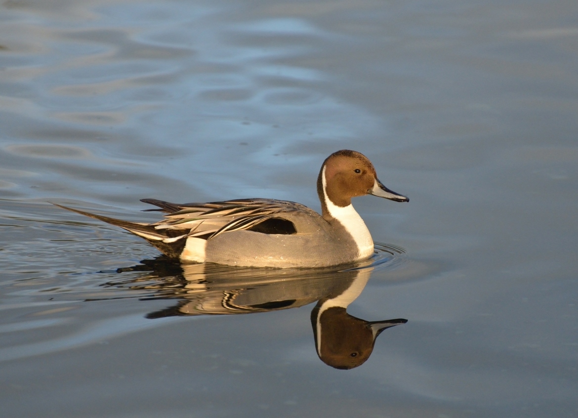 Northern Pintail by George Skelton