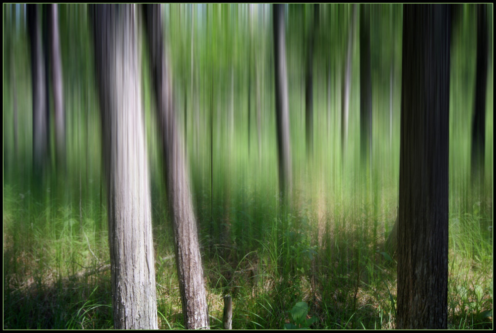 Orchid Forest by Brian Eastop