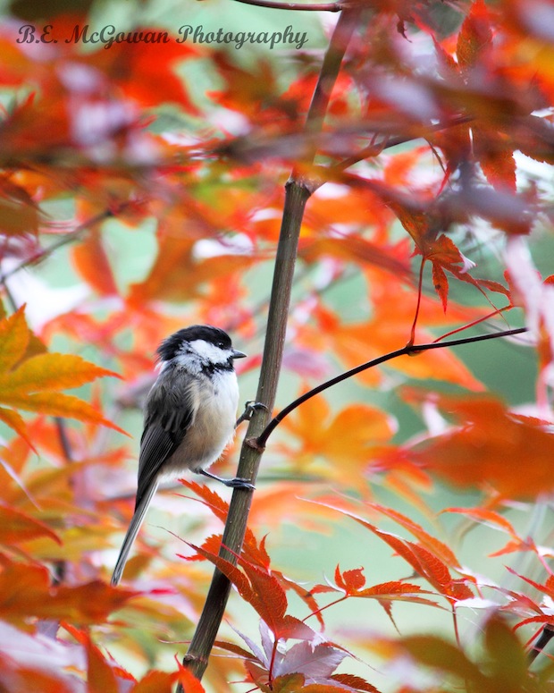Autumn Chickadee by Bryan McGowan