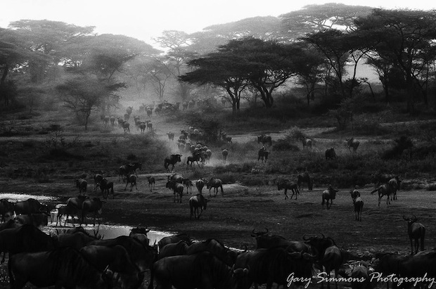 Quick!!! Everyone run over there! B&W by Gary Simmons