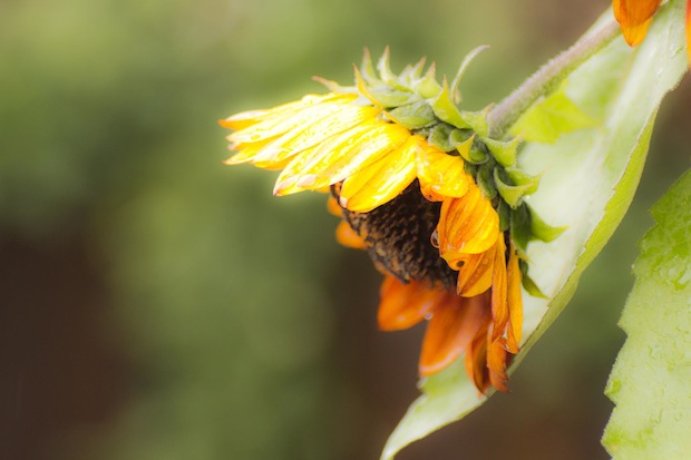Sunflower in the Rain by Robert Guimont