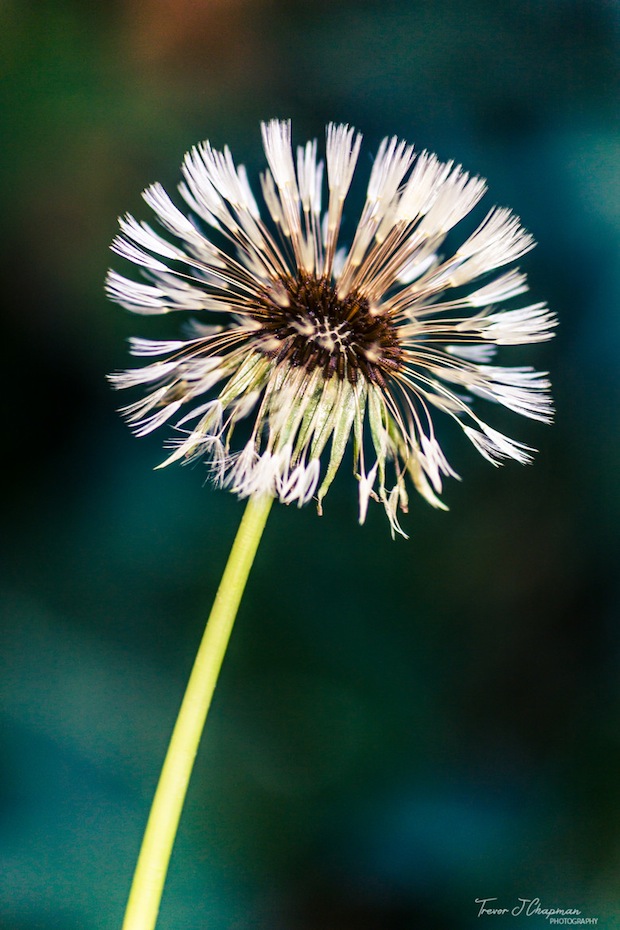 End of the Dandilion by Trevor Chapman