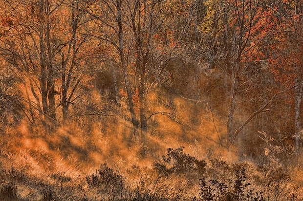 Golden Morning by Paul Heyman