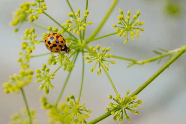 Ladybug By Robert Guimont