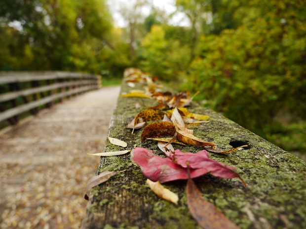 A Walk in the Woods by Trisha Gillings