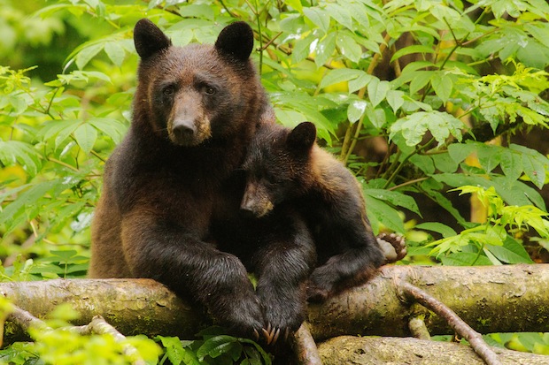 Black bear mother and cub by Robert Guimont