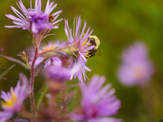 Busy at Work by Trisha Gillings