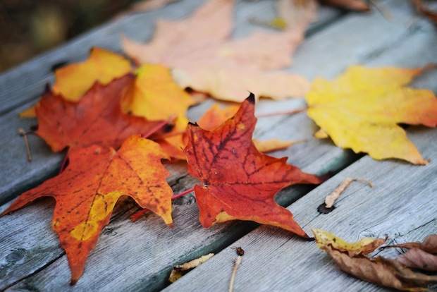 Maple Leaves by Shilpa Shenoy