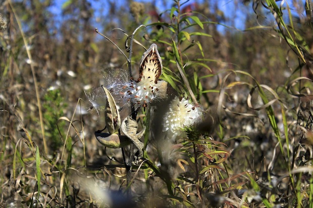 Milkweed in the Sun by Pat Chown