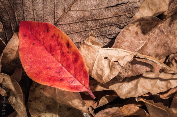 Red Leaf by Eric Deschamps