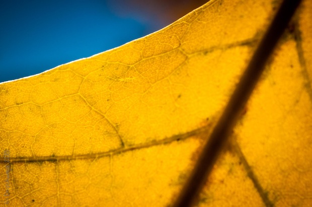 Yellow Leaf by Eric Deschamps