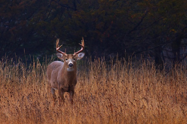 In Autumn's Fields by Jim Cumming