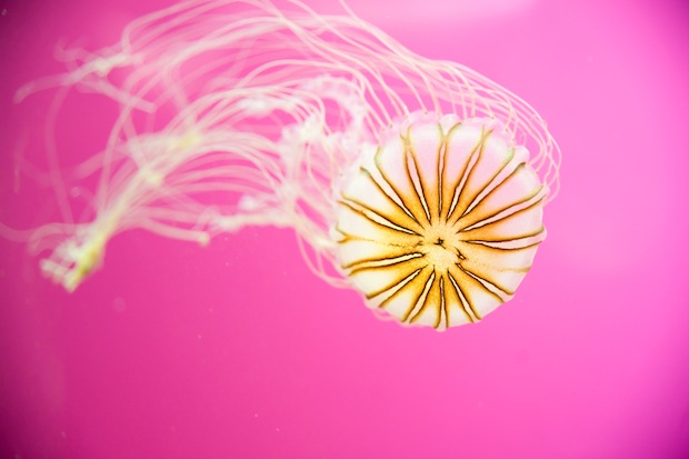 Purple-Striped Jellyfish by Melanie Geroche