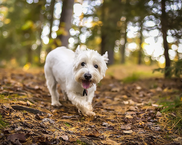 Charles in the Woods by Sherry Galey