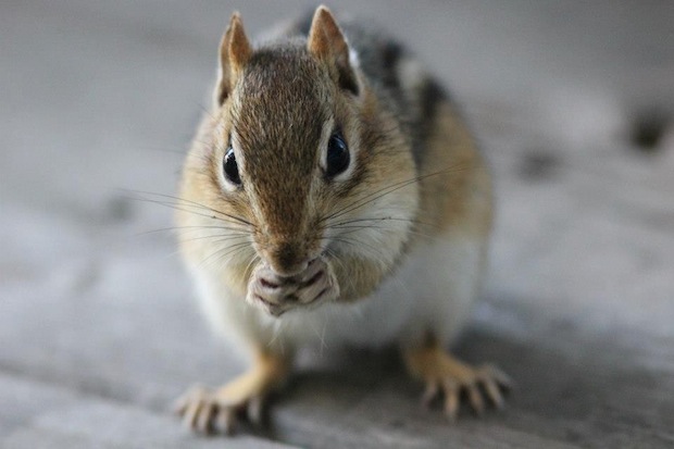 Chipmunk Meal by Glendon