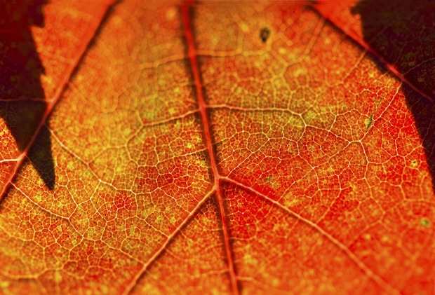 Colors of Fall by Juan Cardama