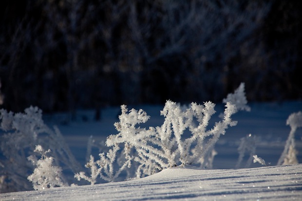 Frosted Goldenrod by Robert Guimont