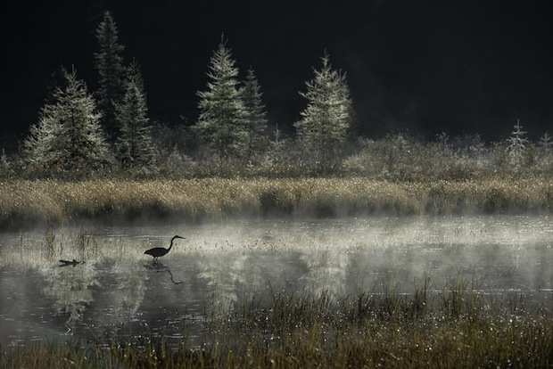 Stalking in the Mist by Daniel Parent