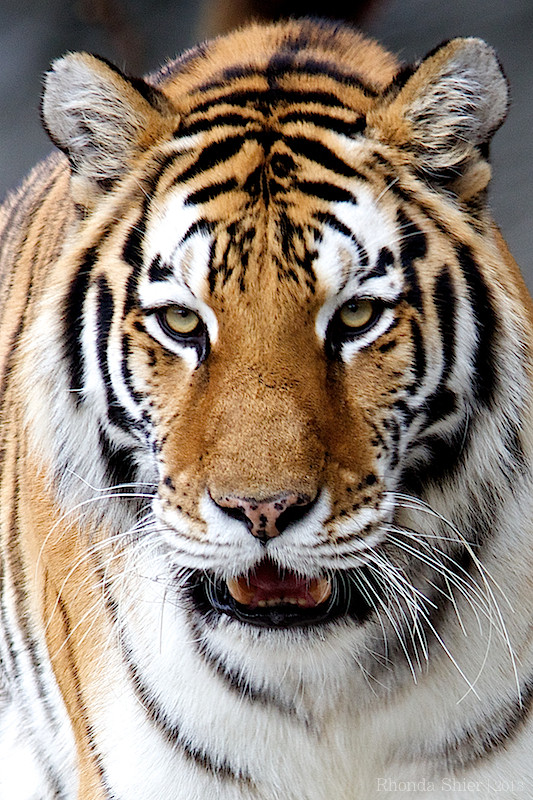 Tiger - Detroit Zoo by Rhonda Shier
