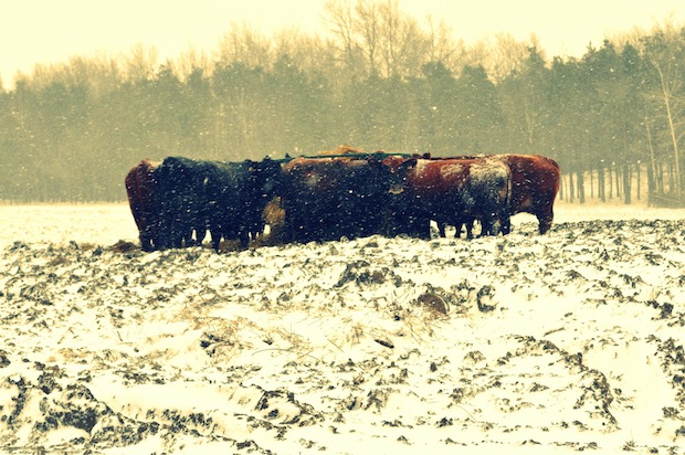 Cattle Raft by Jenn Hartman