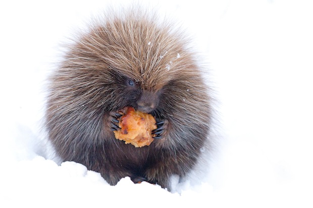 Porcupine with Apple by Jim Cumming