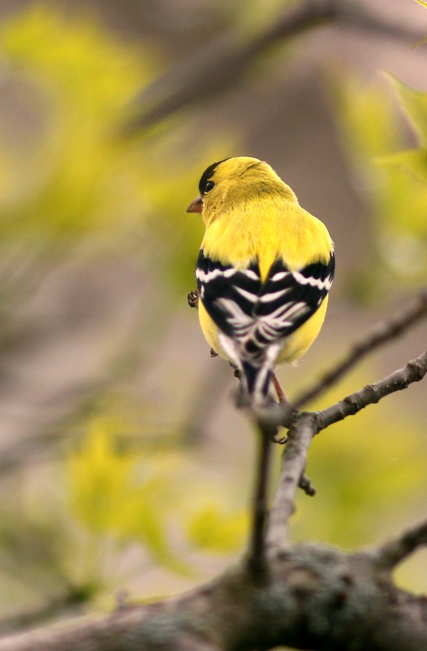 Golden Finch by Helmann Wilhelm