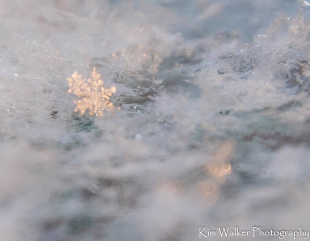 Snowflakes by Kim Walker