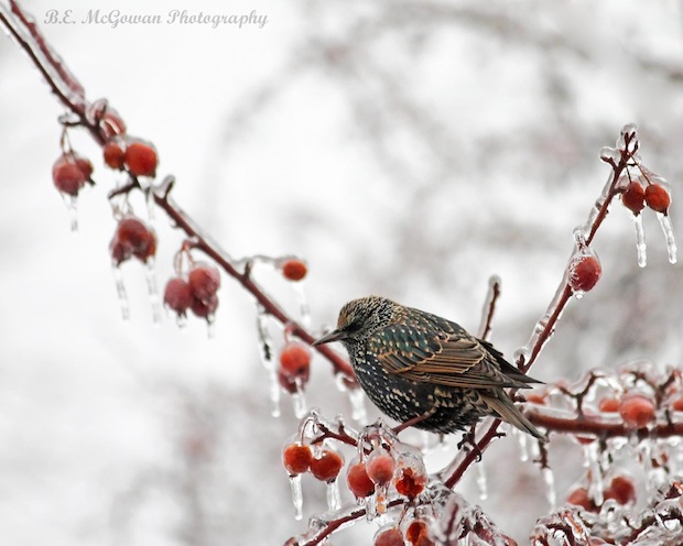 Cold Breakfast by Bryan McGowan