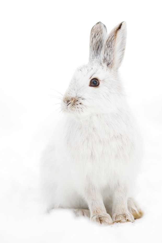 Snowsohe Hare by Jim Cumming