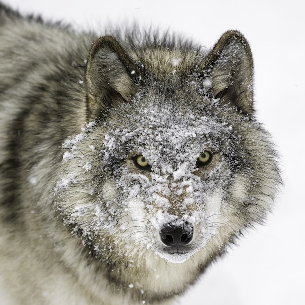 Timberwolf portrait by Daniel Parent