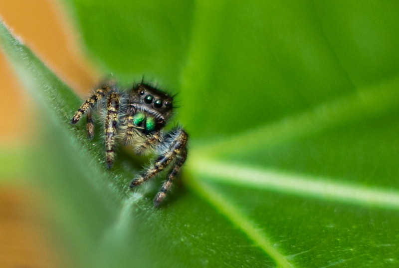 Judi Smelko - Jumping Spider