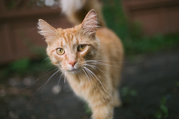 Cat Focus Mark Shannon Sigma 35mm F/1.4