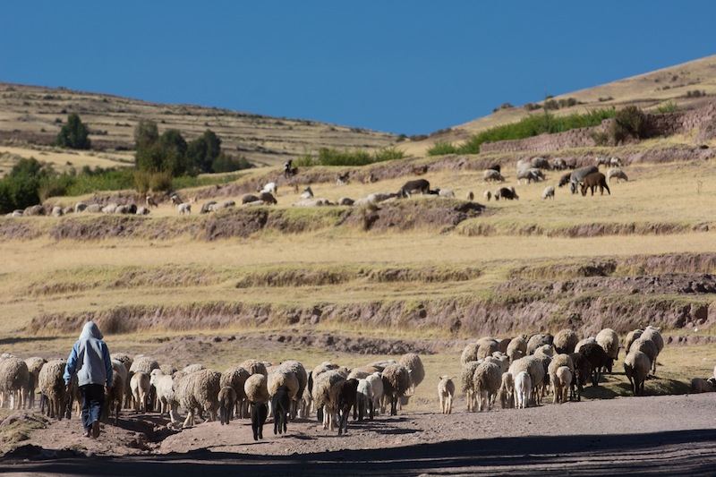 Little Boy Shepherd and his Flock in Peru