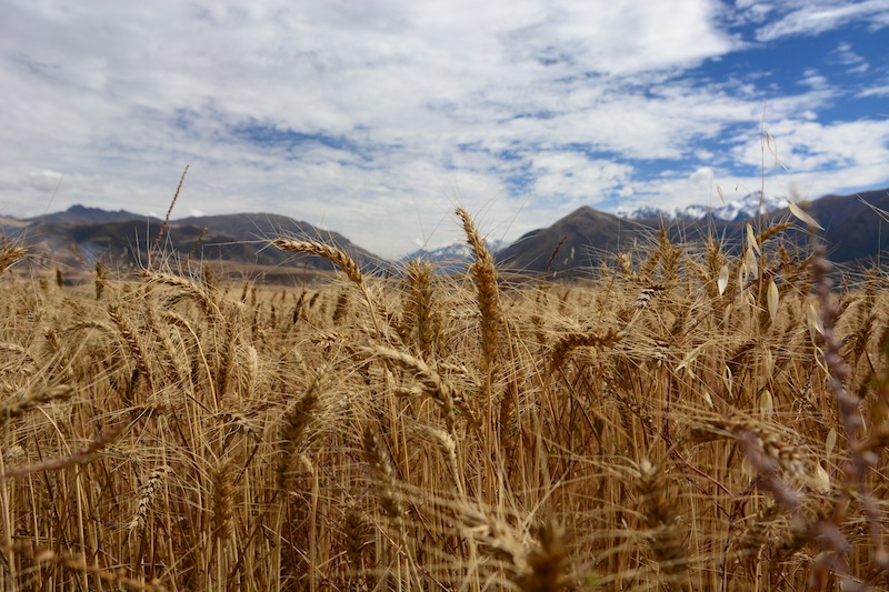 Wheat Field in Peru on the Way from Maras to Moray