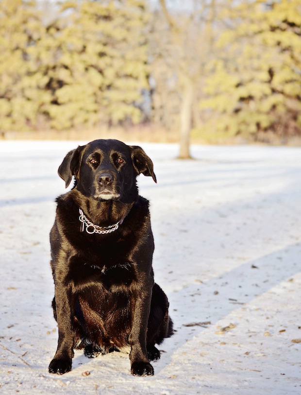 Cute dog in the winter