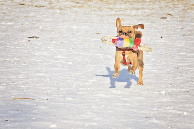 Playing fetch in the snow