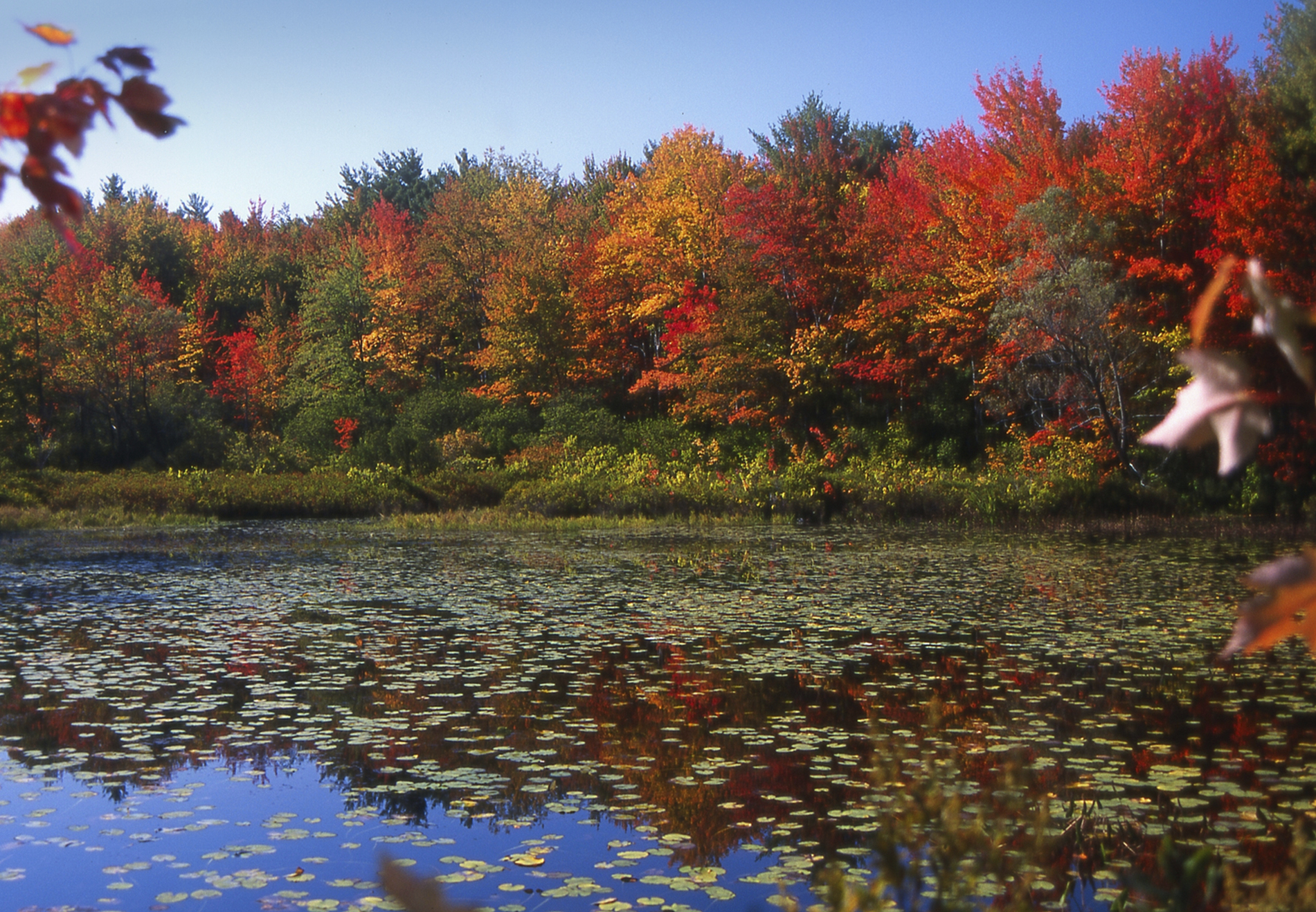 Leaves changing colours on trees near a lake