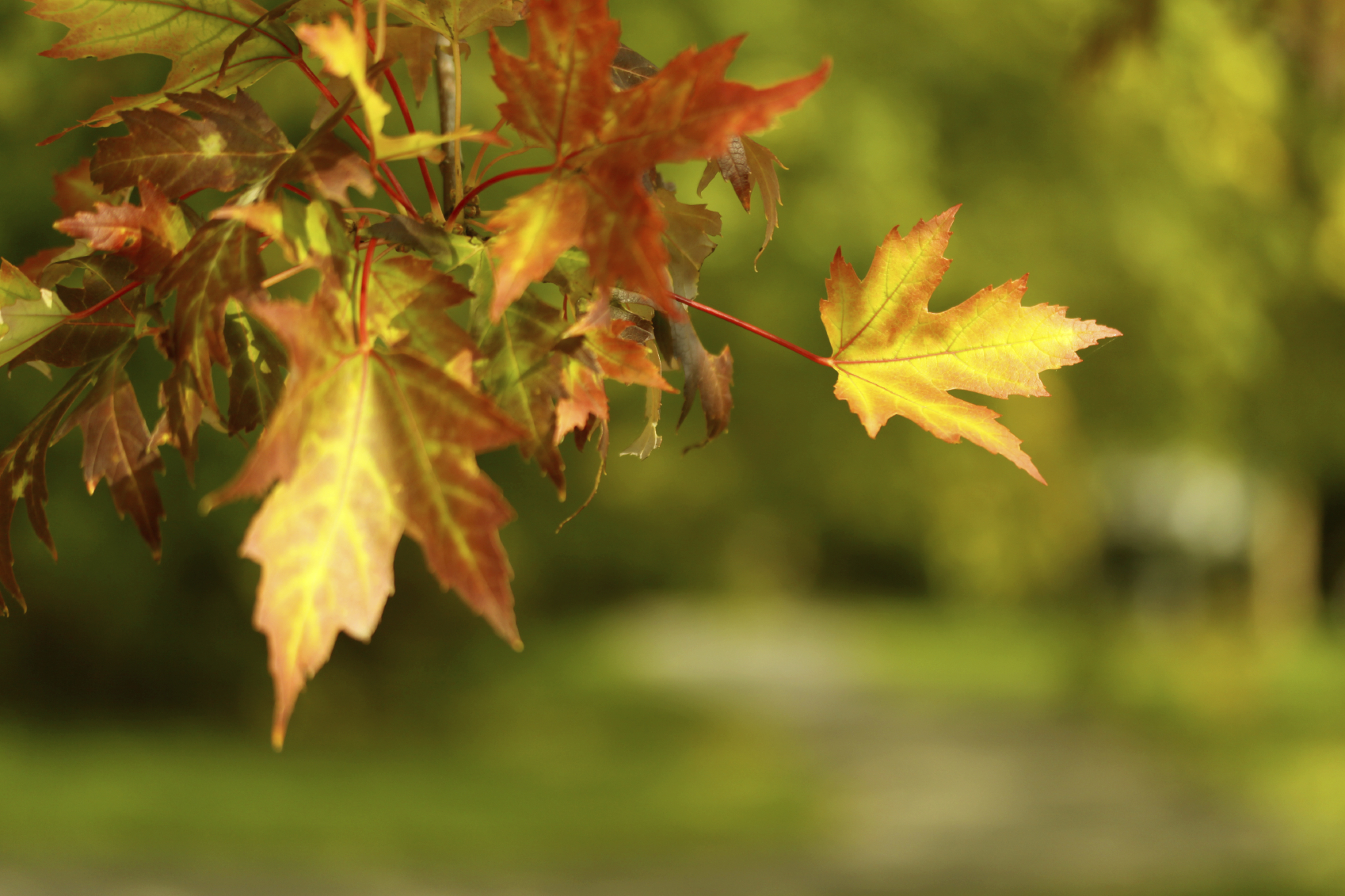 Fall leaves