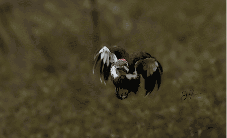 Birds in Flight - Subject recognition with Sony Alpha A9 MkIII - Birding