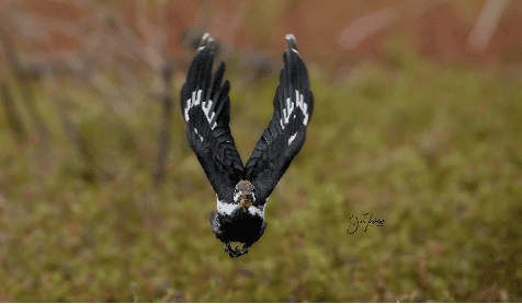 Birds in Flight - Subject recognition with Sony Alpha A9 MkIII - Birding