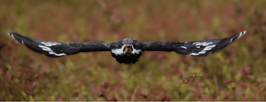 Birds in Flight - Subject recognition with Sony Alpha A9 MkIII - Birding