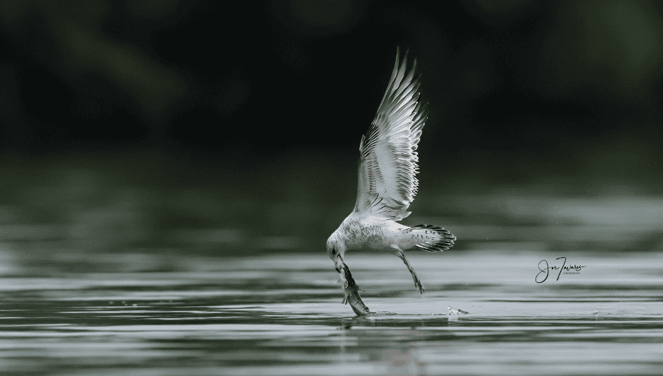 Birds in Flight - Global Shutter with Sony Alpha A9 MkIII - Birding