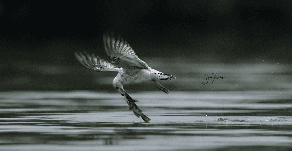 Birds in Flight - Global Shutter with Sony Alpha A9 MkIII - Birding